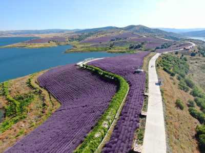 Yozgat Çekerek Lavanta Adası